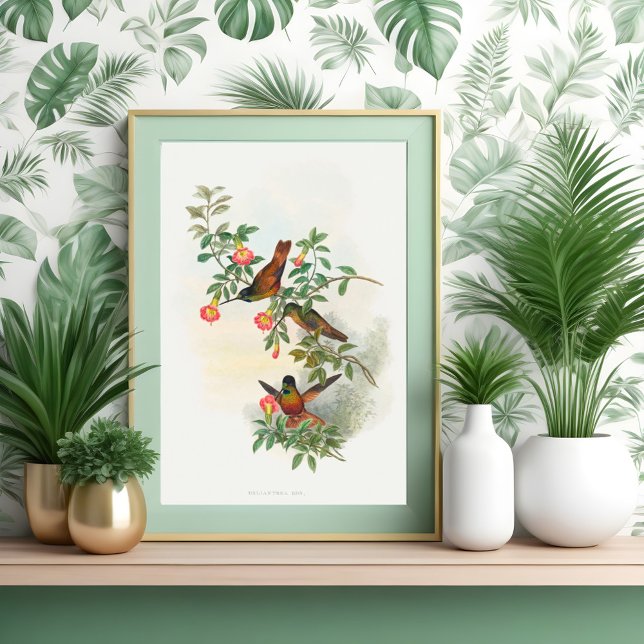 Golden Star-Frontlet Poster (Von Creator hochgeladen)