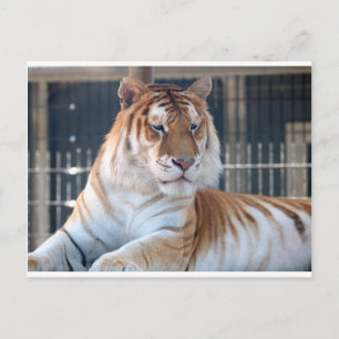 Golden Tabby tiger im Zoo von Cougar Mountain Postkarte