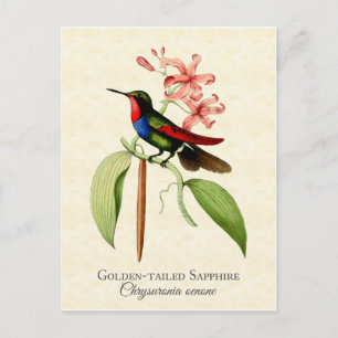 Golden Tail Sapphire Hummingbird Art Postcard Postkarte