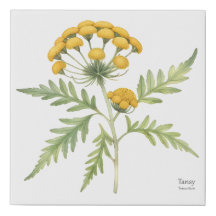 Golden Tansy Botanic Print