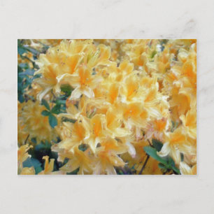 Golden Throated Yellow Azaleas Blume Postkarte
