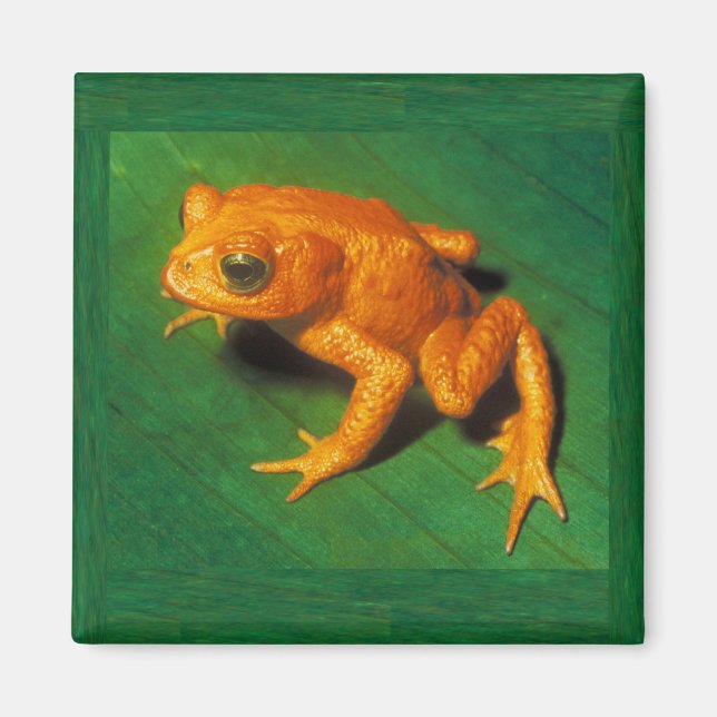 Golden Toad Magnet (Vorne)