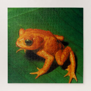 GOLDEN TOAD PUZZLE