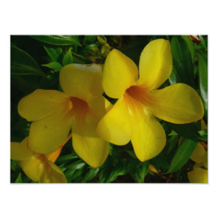 Golden Trumpet Blume II Tropical Fotodruck