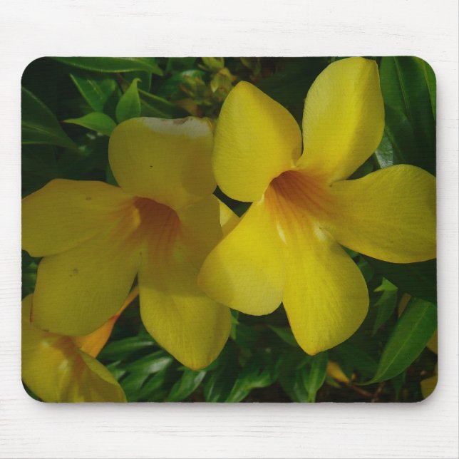 Golden Trumpet Blume II Tropical Mousepad (Vorne)