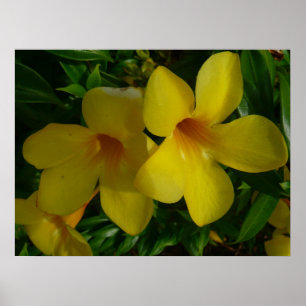 Golden Trumpet Blume II Tropical Poster