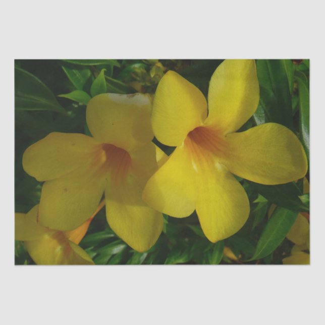 Golden Trumpet Blume II Tropical Seidenpapier (Vorderseite)