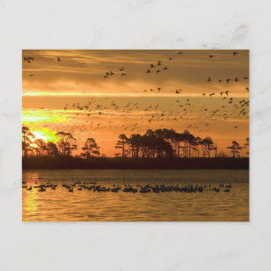 Golden Twilight Serenity - Chincoteague Postkarte