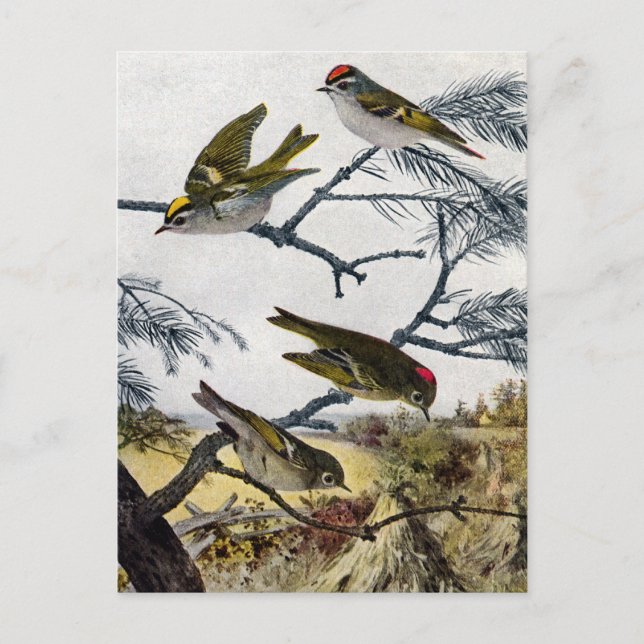 Golden und Ruby Crowned Kinglets Postkarte (Vorderseite)