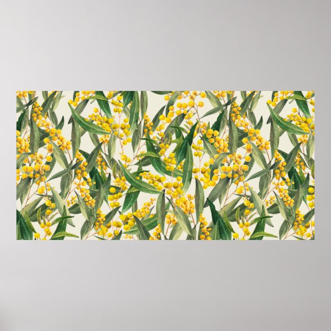 Golden Wattle (Acacia pycnantha) Poster (Vorne)