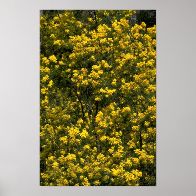 Golden Wattle Poster (Vorne)