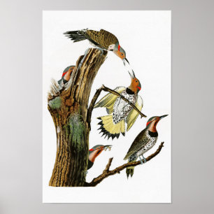 Golden-winged Specht Audubon Vögel von Amerika Poster