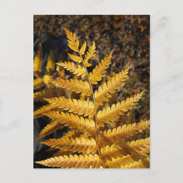 Golden Yellow Fern Herbstlaubs Foto Postkarte (Vorderseite)