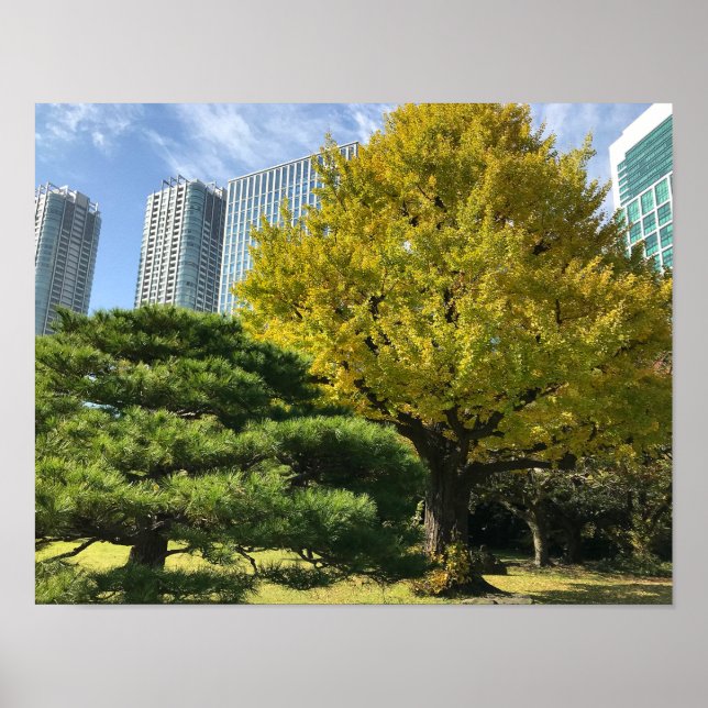 Golden Yellow Ginkgo and Pine Tree Poster (Vorne)