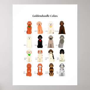 Goldendoodfarben-Poster Poster
