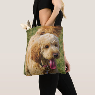 Goldendoodle