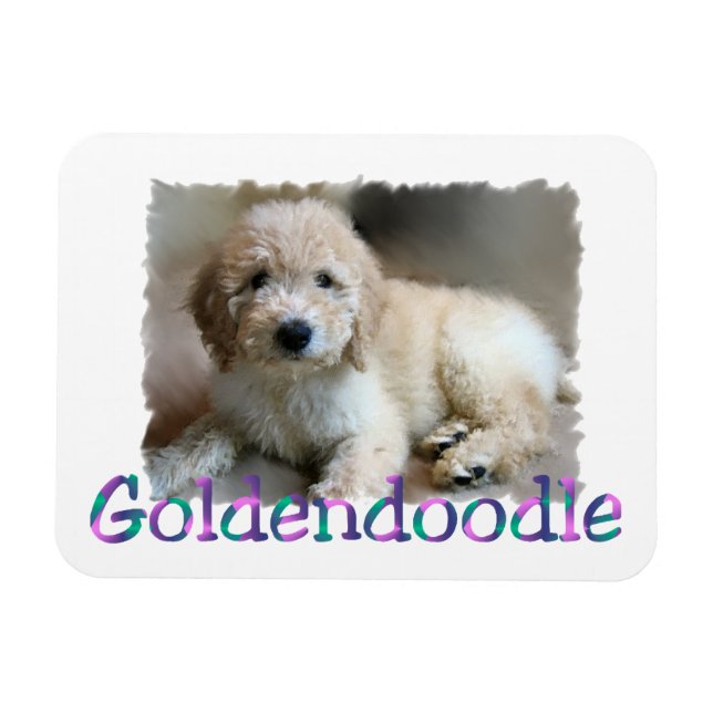 Goldendoodle Art Magnet (Horizontal)