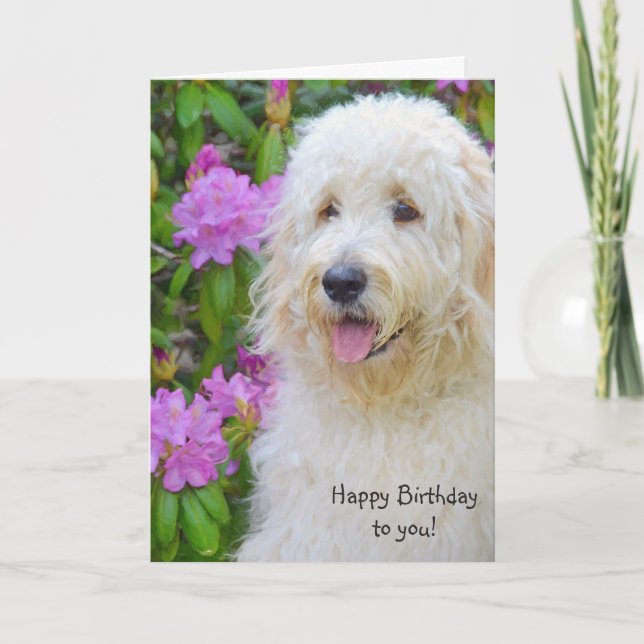 Goldendoodle Birthday Karte (Vorderseite)