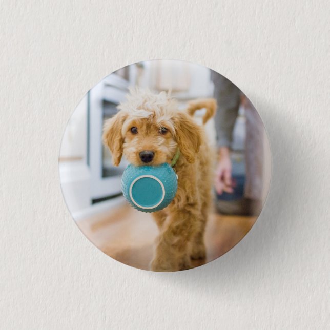 Goldendoodle Carry Dinner Bowl Button (Vorderseite)