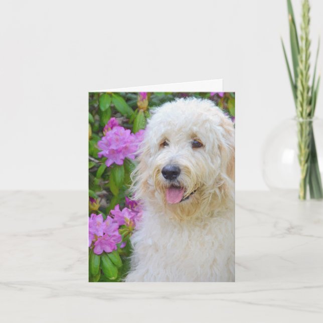 Goldendoodle Danke (Vorderseite)