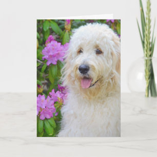 Goldendoodle Denken Sie an Sie Karte