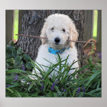 Goldendoodle Dog Poster