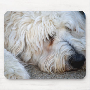 Goldendoodle-Hintergrund Mousepad