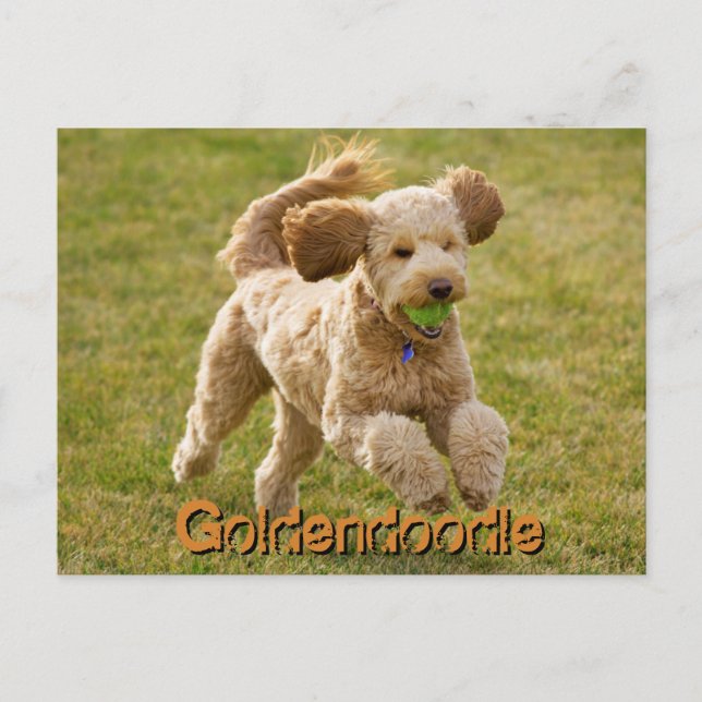 Goldendoodle Hund mit Ball Postkarte (Vorderseite)