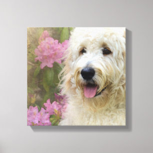 goldendoodle im Hydrangea Leinwanddruck