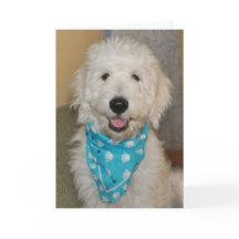Goldendoodle in blue bandanna card