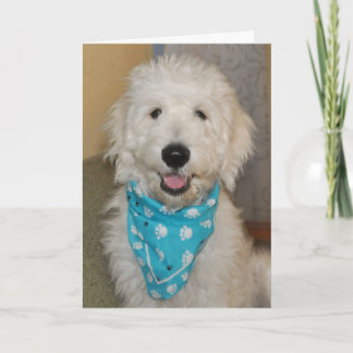 Goldendoodle in blue bandanna card karte