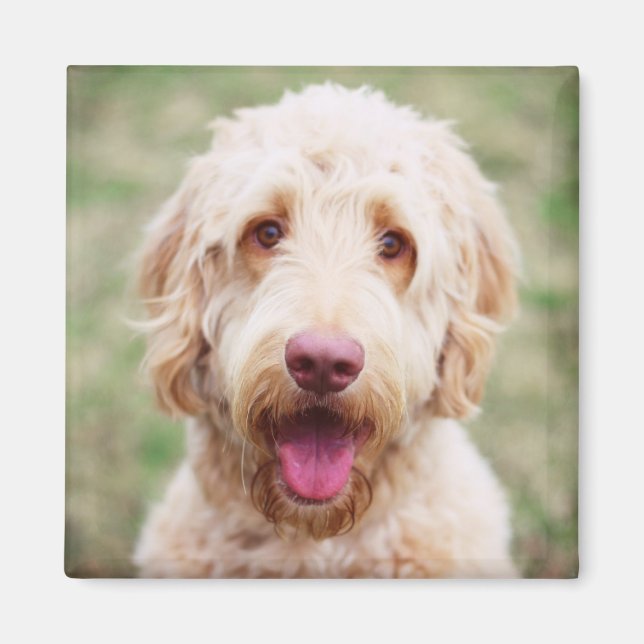 Goldendoodle Lächeln Magnet (Vorne)