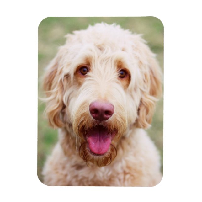 Goldendoodle Lächeln Magnet (Vertikal)