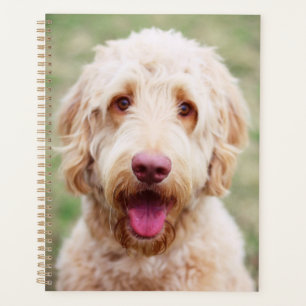 Goldendoodle Lächeln Planer