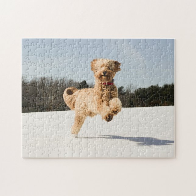 Goldendoodle läuft durch das Feld Puzzle (Horizontal)