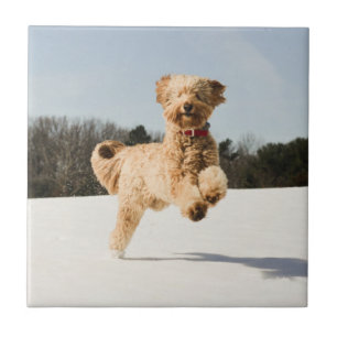 Goldendoodle läuft durch Felder Fliese