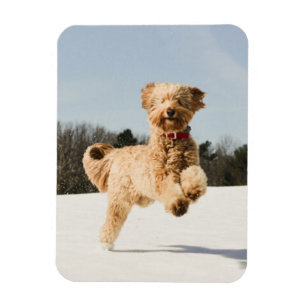 Goldendoodle läuft durch Felder Magnet