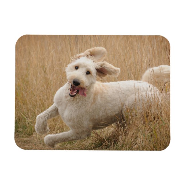 Goldendoodle läuft durch Gras Magnet (Horizontal)