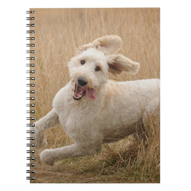 Goldendoodle läuft durch Gras Notizblock (Vorderseite)