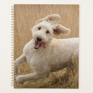 Goldendoodle läuft durch Gras Planer