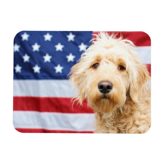 Goldendoodle mit amerikanischer Flagge Magnet (Horizontal)