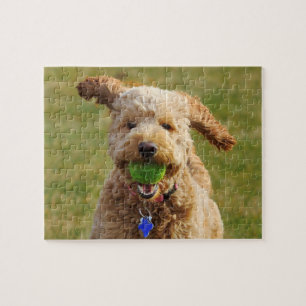 Goldendoodle mit Ball Puzzle