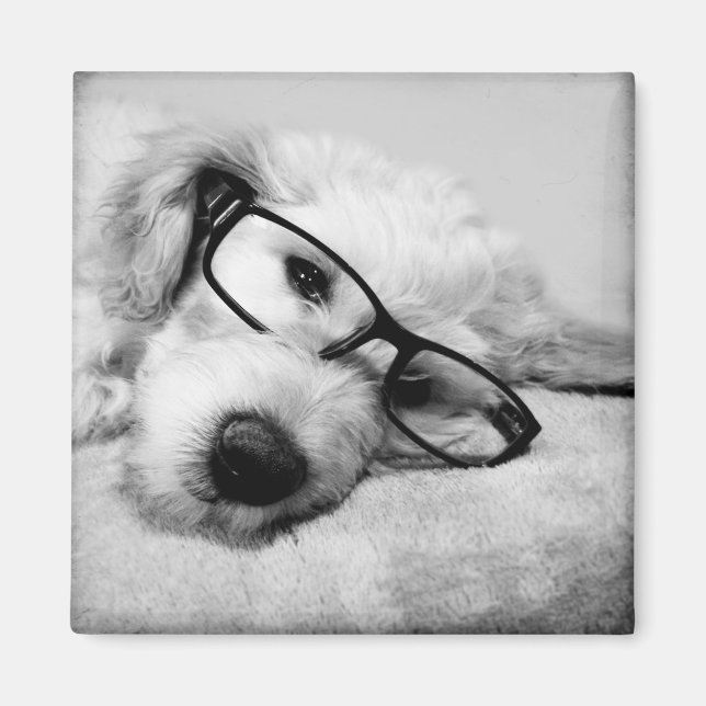 Goldendoodle mit Brille Magnet (Vorne)