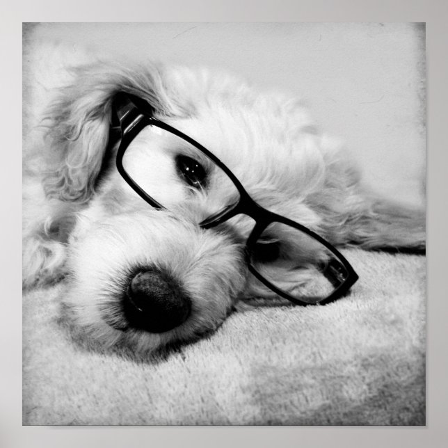 Goldendoodle mit Brille Poster (Vorne)