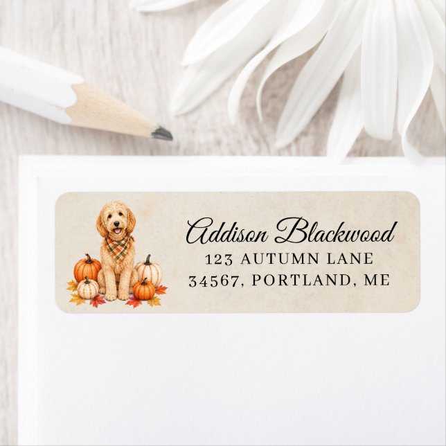 Goldendoodle mit Herbstkürbissen (Insitu)