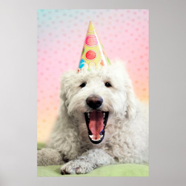 Goldendoodle mit Party-Hut Poster (Vorne)
