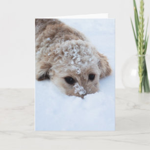 Goldendoodle mit schneebedeckter Nase Karte