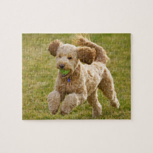 Goldendoodle Playing Fetus Puzzle