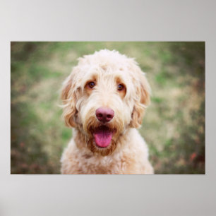 Goldendoodle Poster