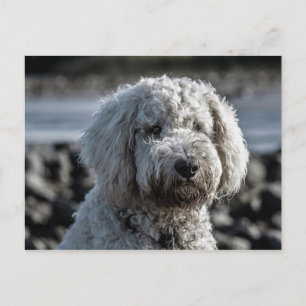 goldendoodle postkarte